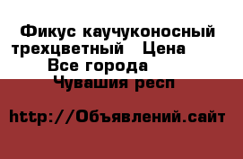 Фикус каучуконосный трехцветный › Цена ­ 500 - Все города  »    . Чувашия респ.